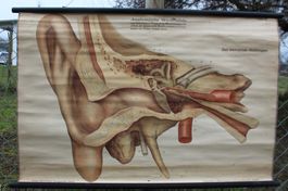 Anatomische Wandtafel - Das menschliche Gehörorgan