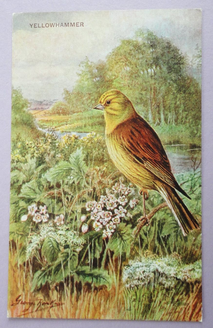 Ansichtskarten: Yellowhammer – Gebraucht aus Fétigny von Billy2miny