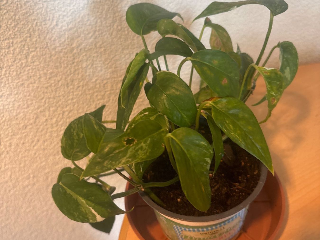 Piante & sementi: Zimmerpflanze Epipremnum aureum, – Usato da Wallisellen venduto da ASZT 1