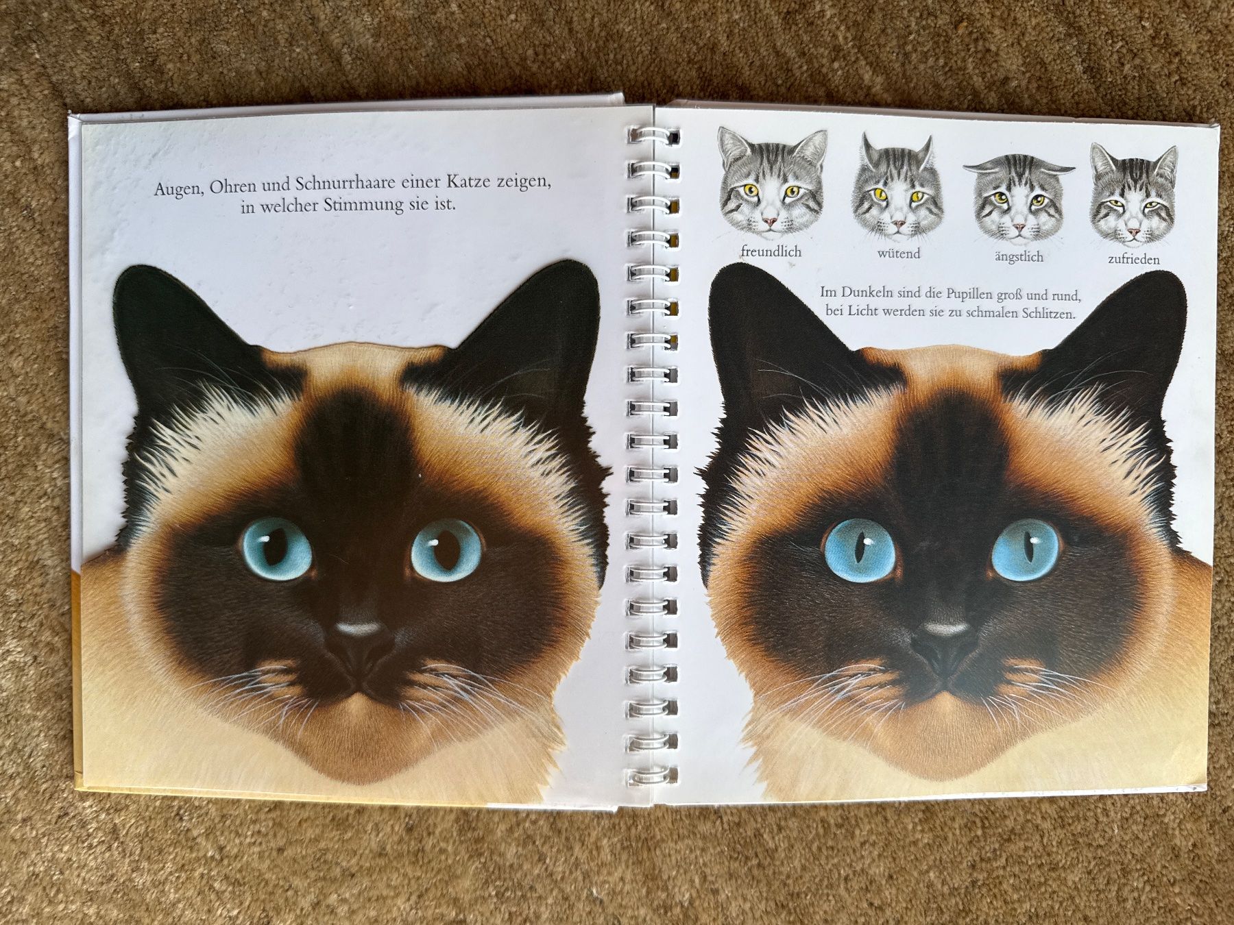 Libri: Meyers - Die Katze – Usato da Aarau venduto da Kilauea 2