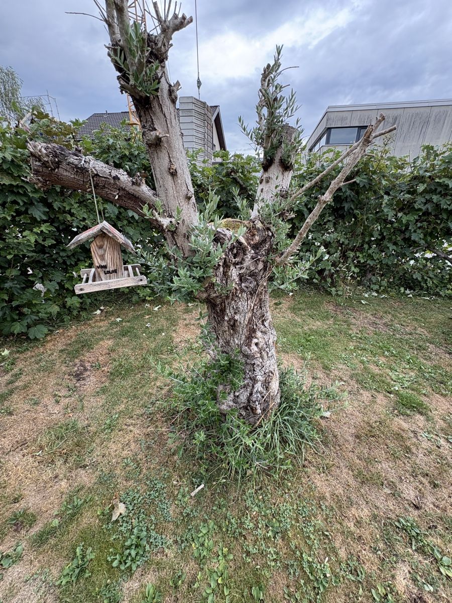 Pflanzen & Samen: Olivenbaum ca. 25 Jährig – Gebraucht aus Lenggenwil von xo.xo 4
