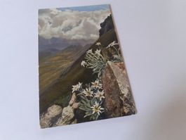 EDELWEISS - LEONTOPODIUM ALPINUM - PHOTOCHROM - TRINS - 1917
