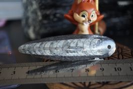Orthoceras Anhänger  51   ab  1.-     Räumung