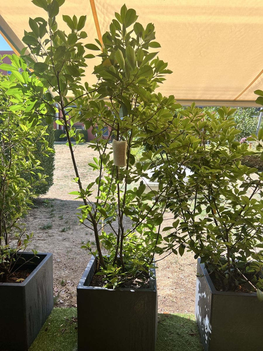 Plantes & graines: Glanzmispel zu verkaufen – D'occasion à Kreuzlingen par lin_j98c 1