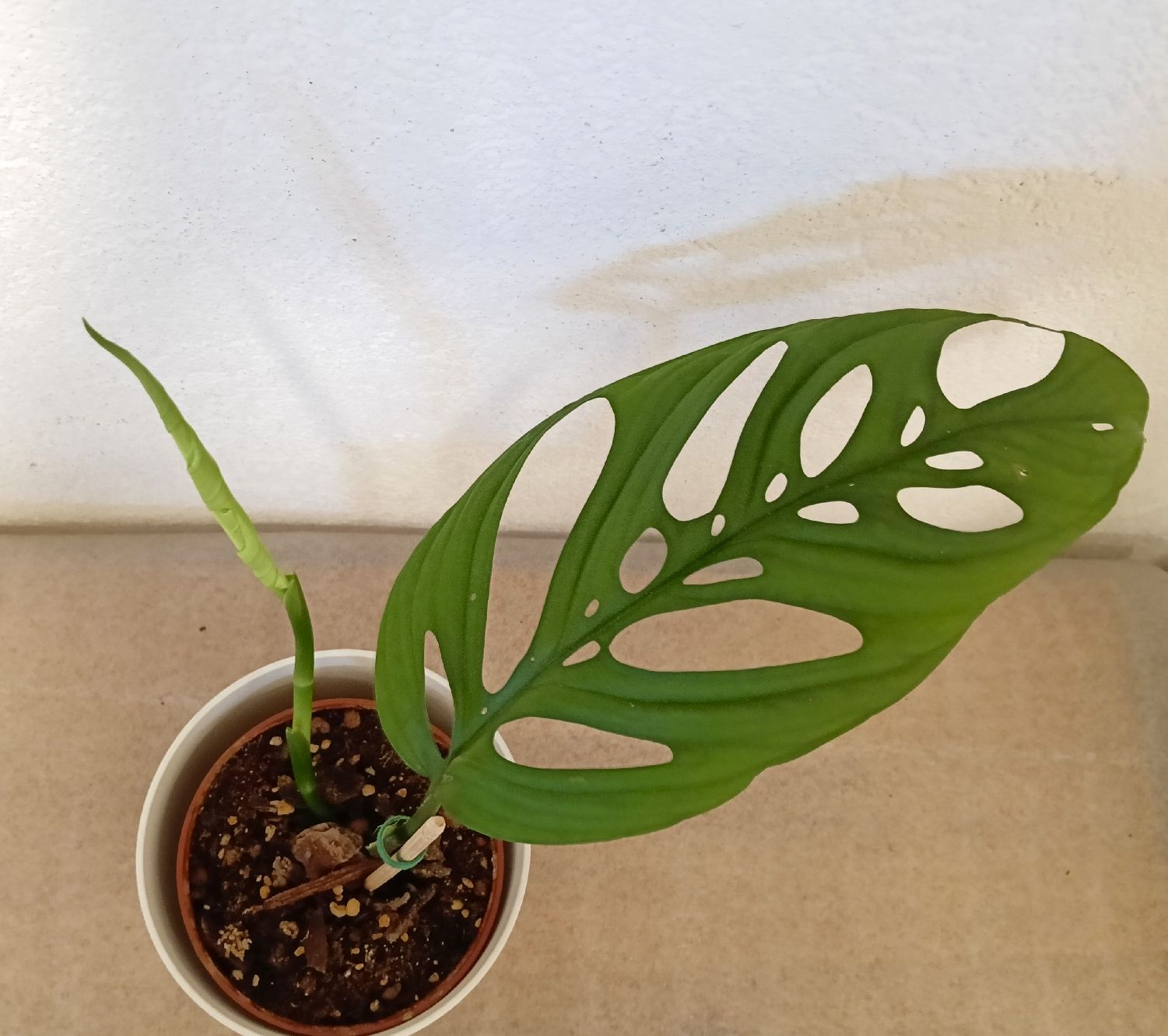 Plantes & graines: Monstera Esqueleto – Neuf (Voir description) à schöftland par UniquePlants