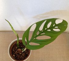 Monstera Esqueleto