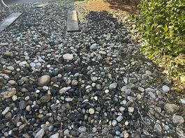 Natur- & Flusssteine GRATIS abzugeben Garten/Teich/Vorplatz