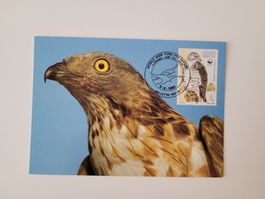 Malta 1991 Maximumkarte Wespenbussard gestempelt