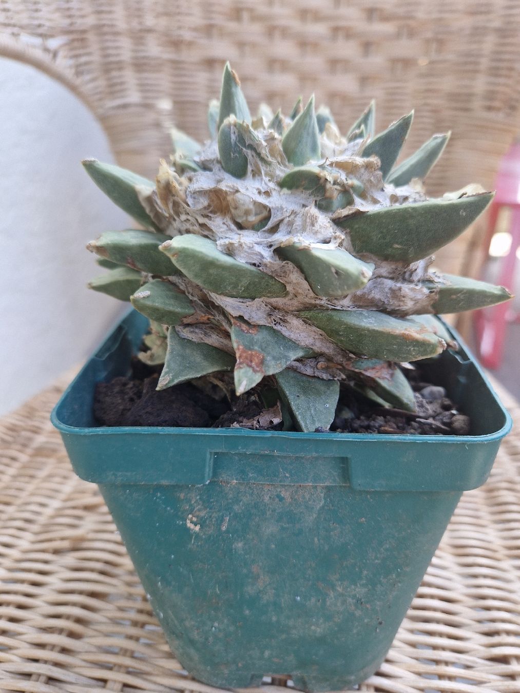 Plantes & graines: schöner,grosser Ariocarpus Kaktus – D'occasion à Jona par obm_wz65 1