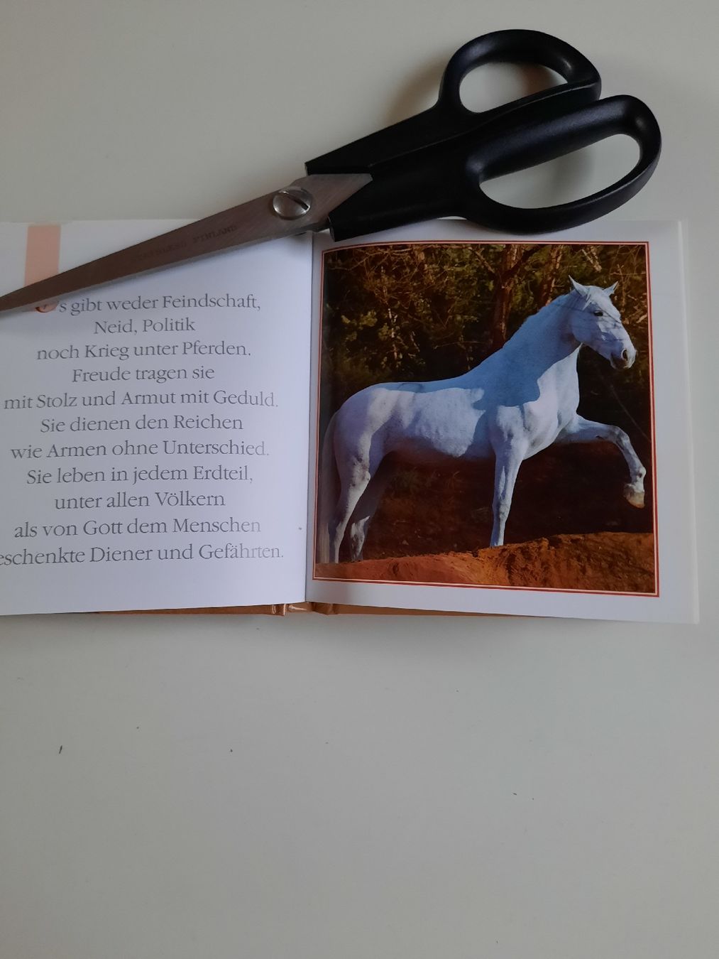 Libri: kleines Büchli Traumpferde – Nuovo (secondo la descrizione) da Nottwil venduto da mar_jqm7 8