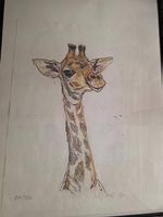 Lithographie "Jeune girafe" de Fritz Hug