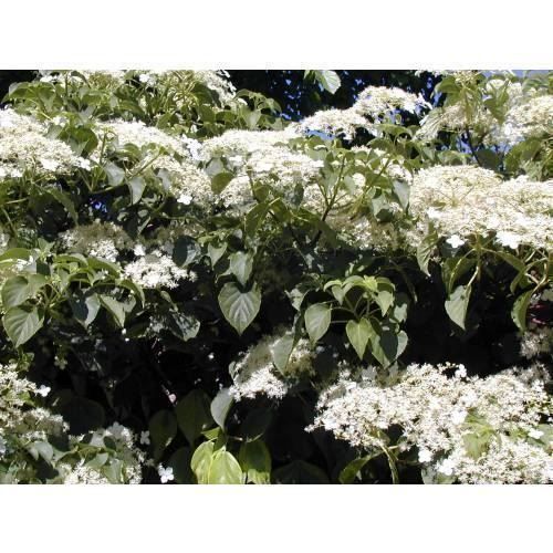 Piante & sementi: Hortensia grimpant 2 PLANTS – Nuovo (secondo la descrizione) da Bremblens venduto da FIBONACCI369 1