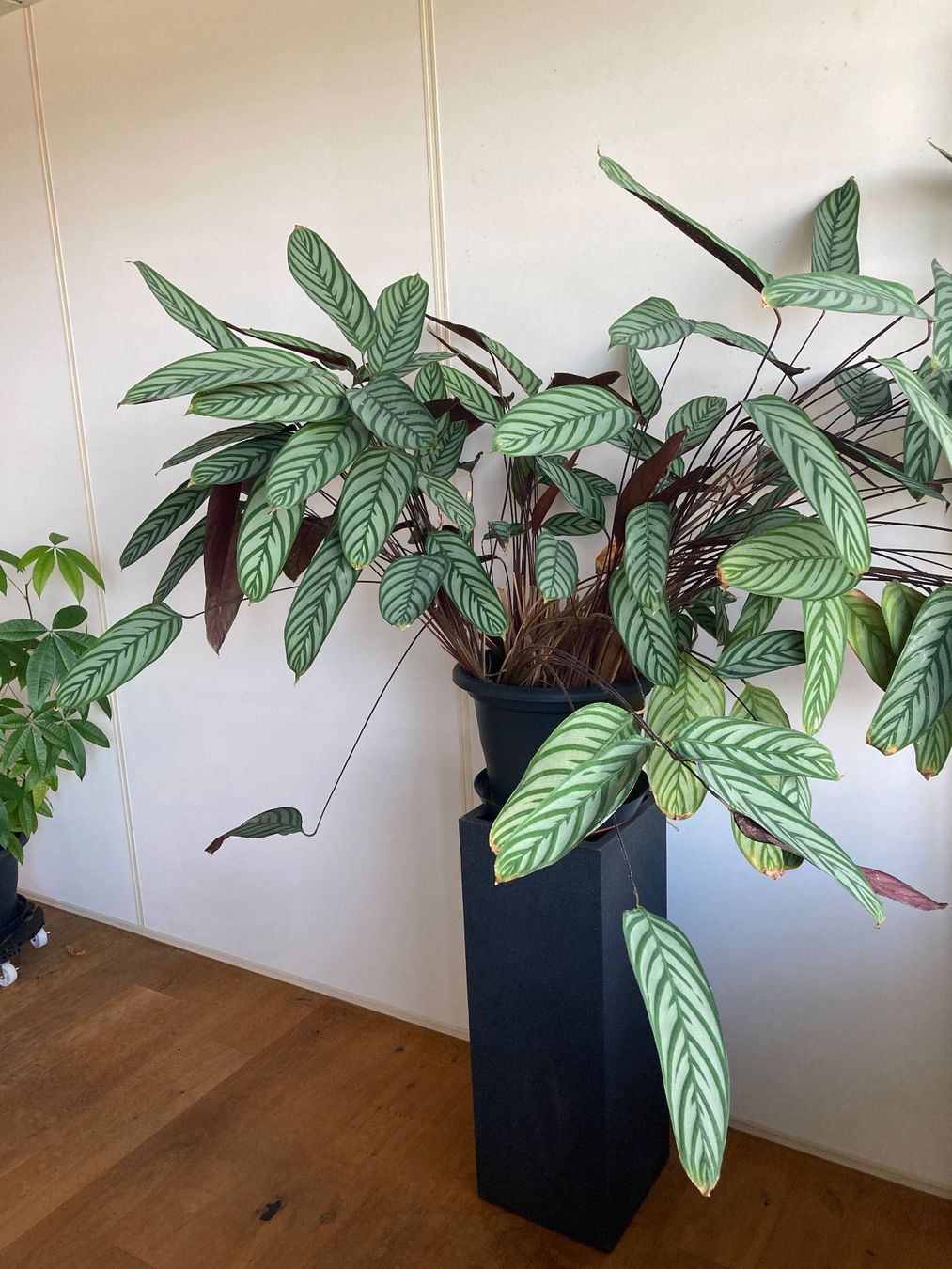 Piante & sementi: Zimmerpflanze Calathea in Topf – Usato da Hünenberg venduto da Electron0 1