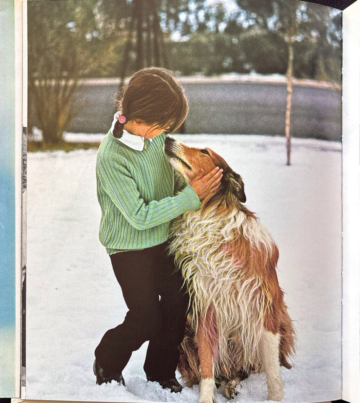 Libri: Hunde die wir lieben – Usato da Sarnen venduto da Livres 3