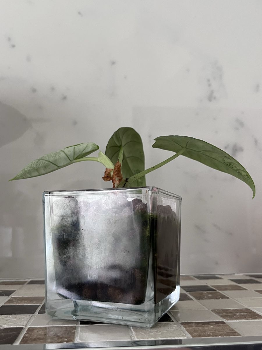 Pflanzen & Samen: Alocasia Melo – Gebraucht aus Lugano von The_Botanists 2