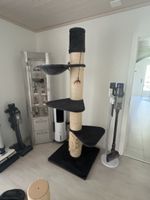 Katzenbaum 