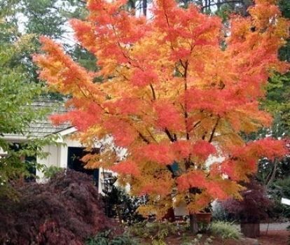 Piante & sementi: Erable du Japon 'Orange Dream'  20cm – Nuovo (secondo la descrizione) da Bremblens venduto da FIBONACCI369 1