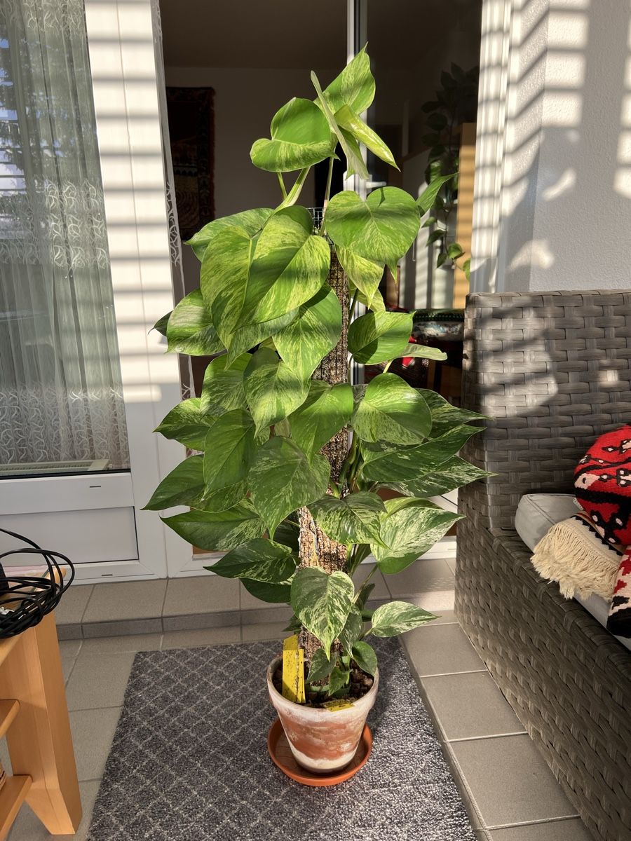 Piante & sementi: Marble Queen Pothos an der Moosstange – Usato da St. Gallen venduto da ome_g8v2