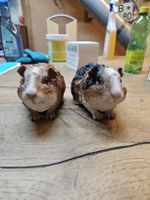 Meerschweinchen 2er Set (J)