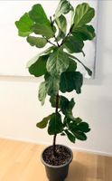Ficus Lyrata Geigenfeige Fiddle Leaf fig plant 187 cm