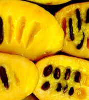 5 frische Samen der Indianerbanane (Dreilappiger Papau)