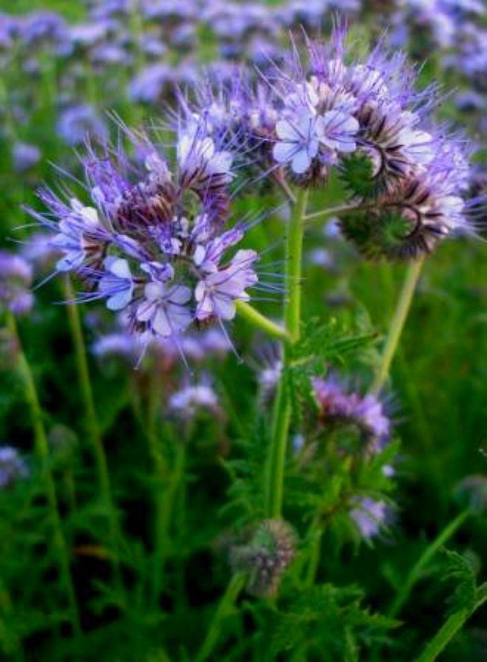 Piante & sementi: 1000 Samen Phacelia Blume – Nuovo (secondo la descrizione) da Ehrendingen venduto da VerveinaSamen 1