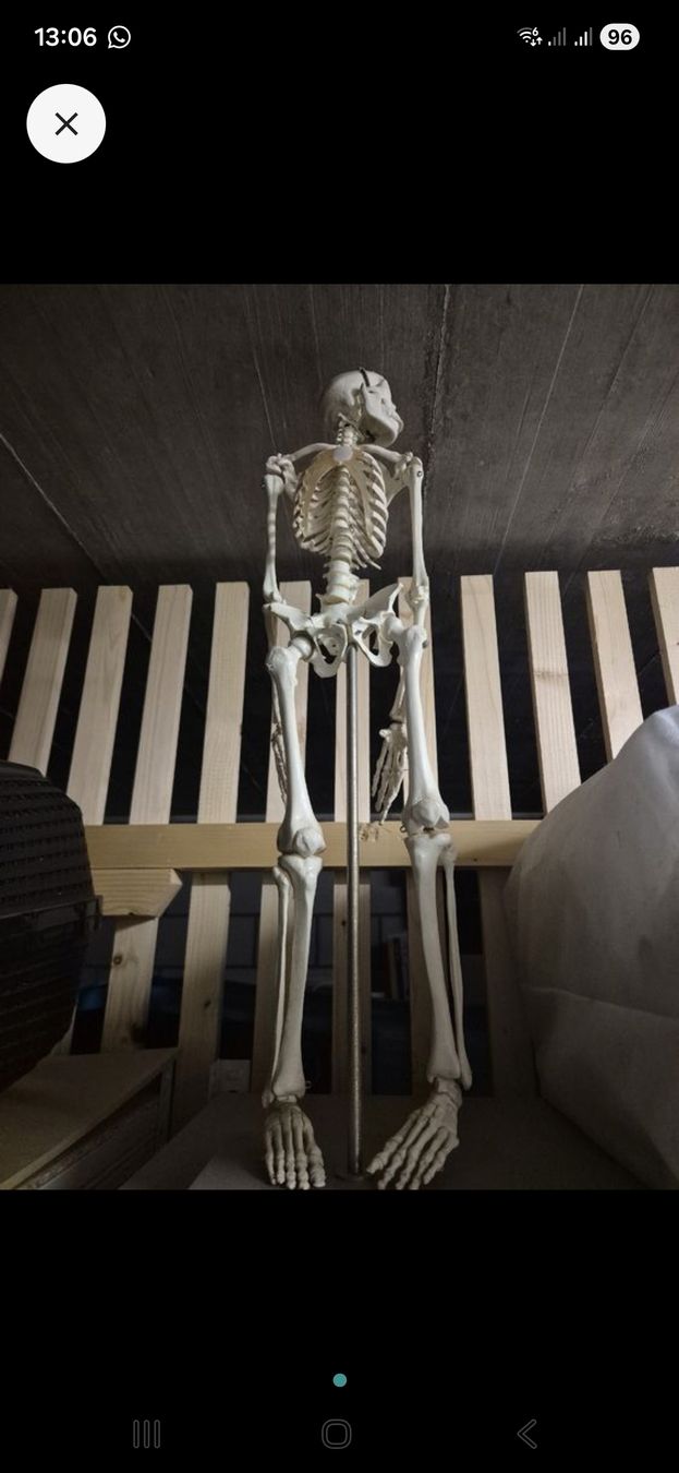 Kit di modellismo & Modellini statici: Anatomie-Modell Skelett, Halloween Deko Idee – Usato da Grosshöchstetten venduto da pas_jdb8 1
