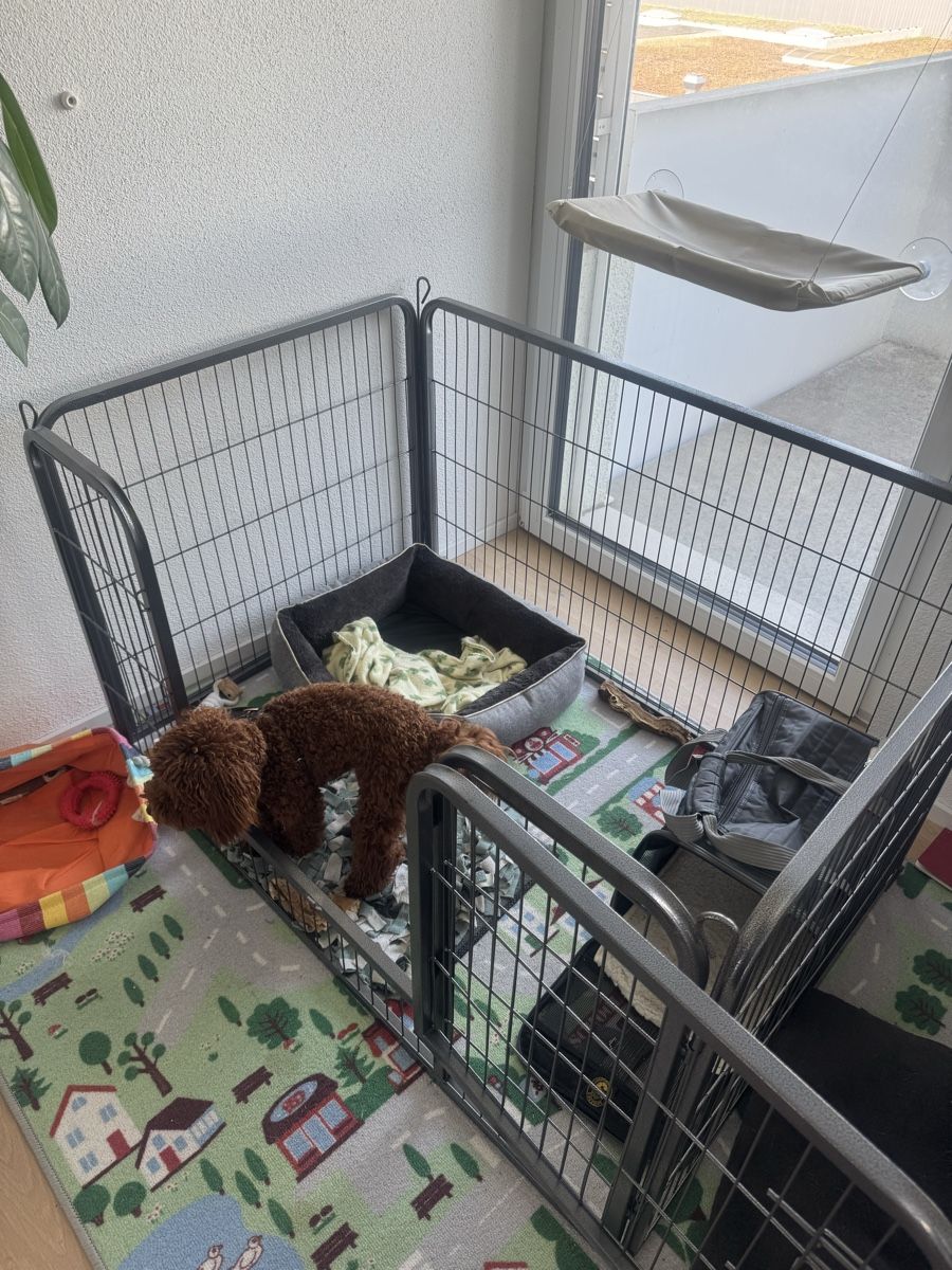 Gabbie, trasporto & Sicurezza: Puppy Crate – Nuovo (secondo la descrizione) da Duebendorf venduto da ann_tfl2 1