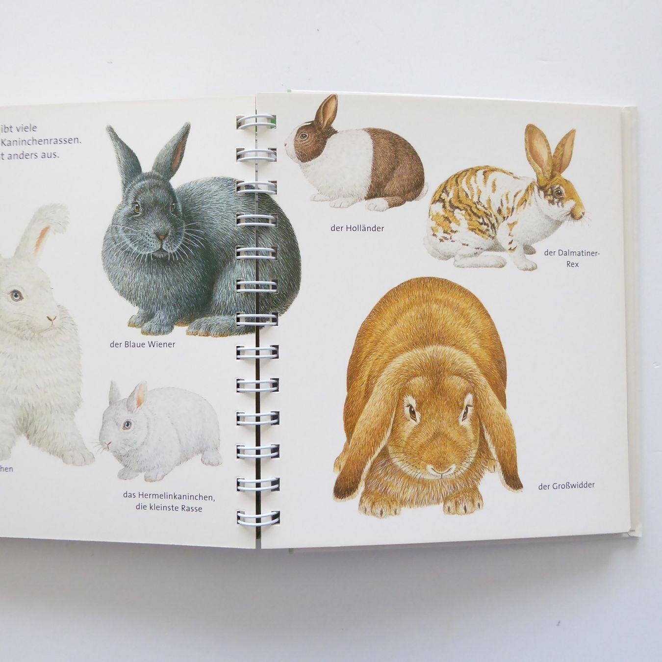 Libri: Das Kaninchen - Meyer Kinderbibliothek – Usato da Basel venduto da Kunterbunt12 5