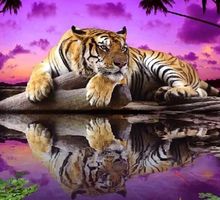 Diamond Painting Bengal Tiger-25-Exc-825