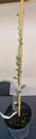Cedrus atlantica "Glauca"  blaunadelige Atlaszeder veredelt