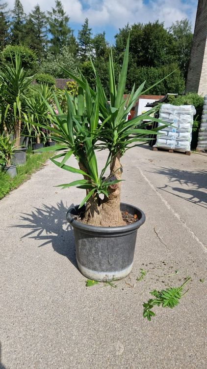 Yucca Palme Kaufen auf Ricardo