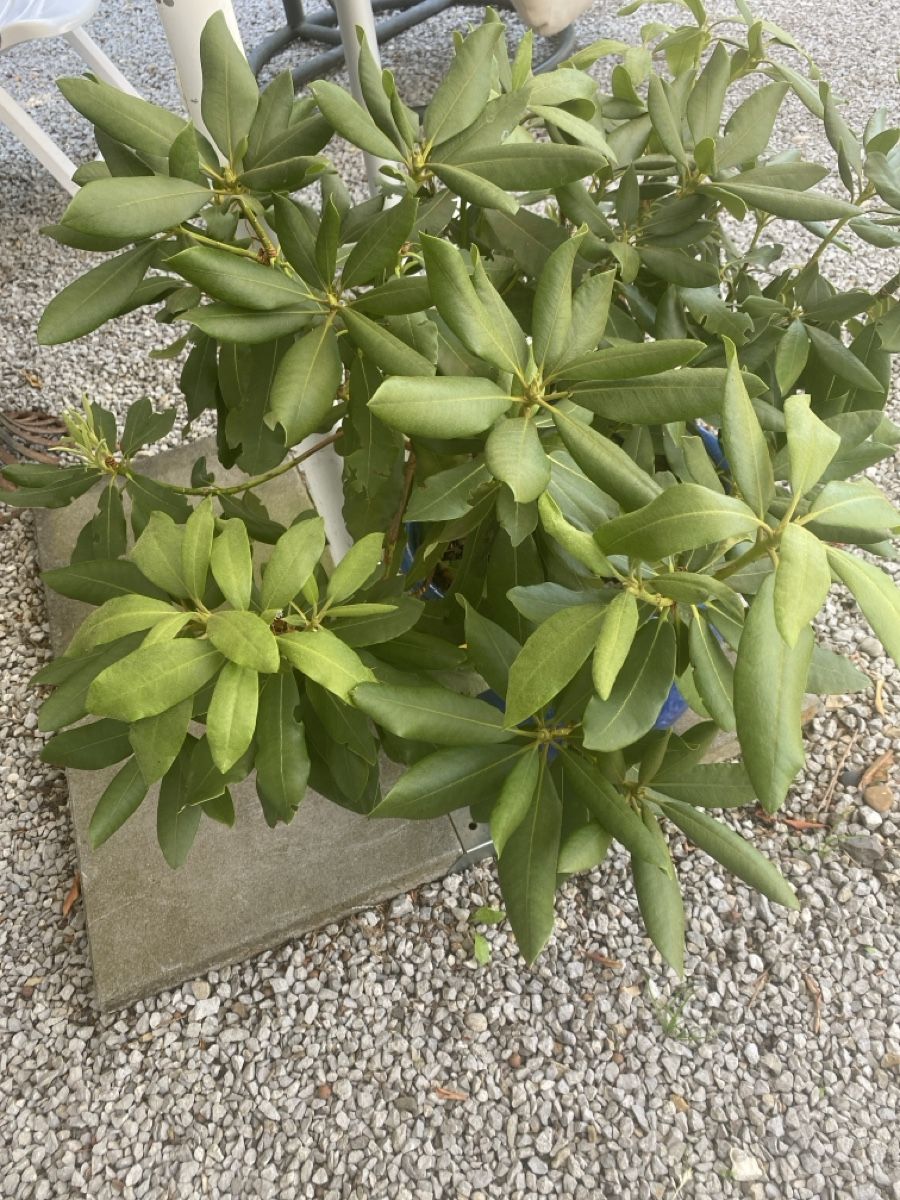 Piante & sementi: Garten  – Usato da Krummenau venduto da Schmudel