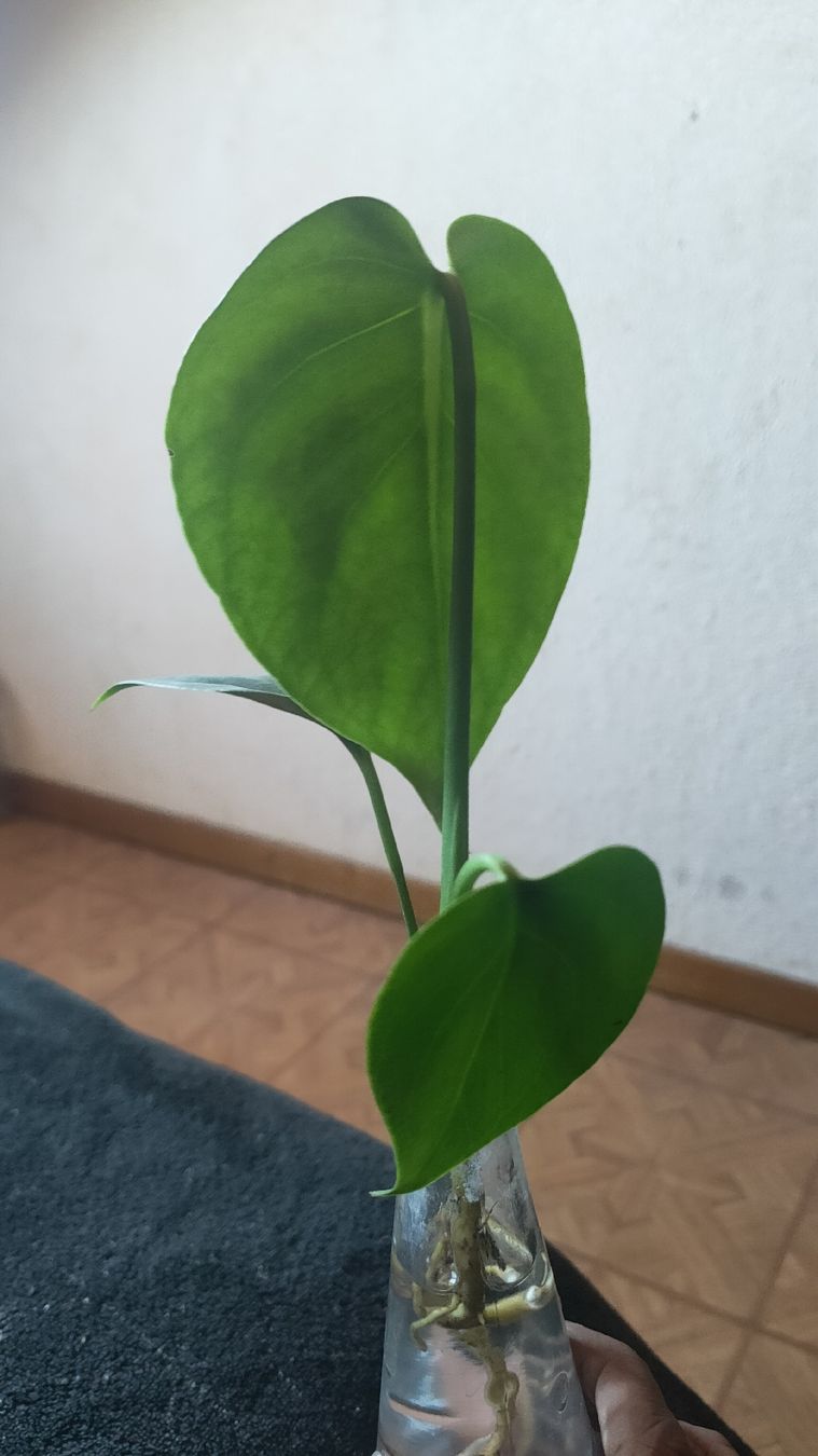Piante & sementi: monstera tauerii bebe – Usato da St-Aubin-Sauges venduto da may_2yrv 2