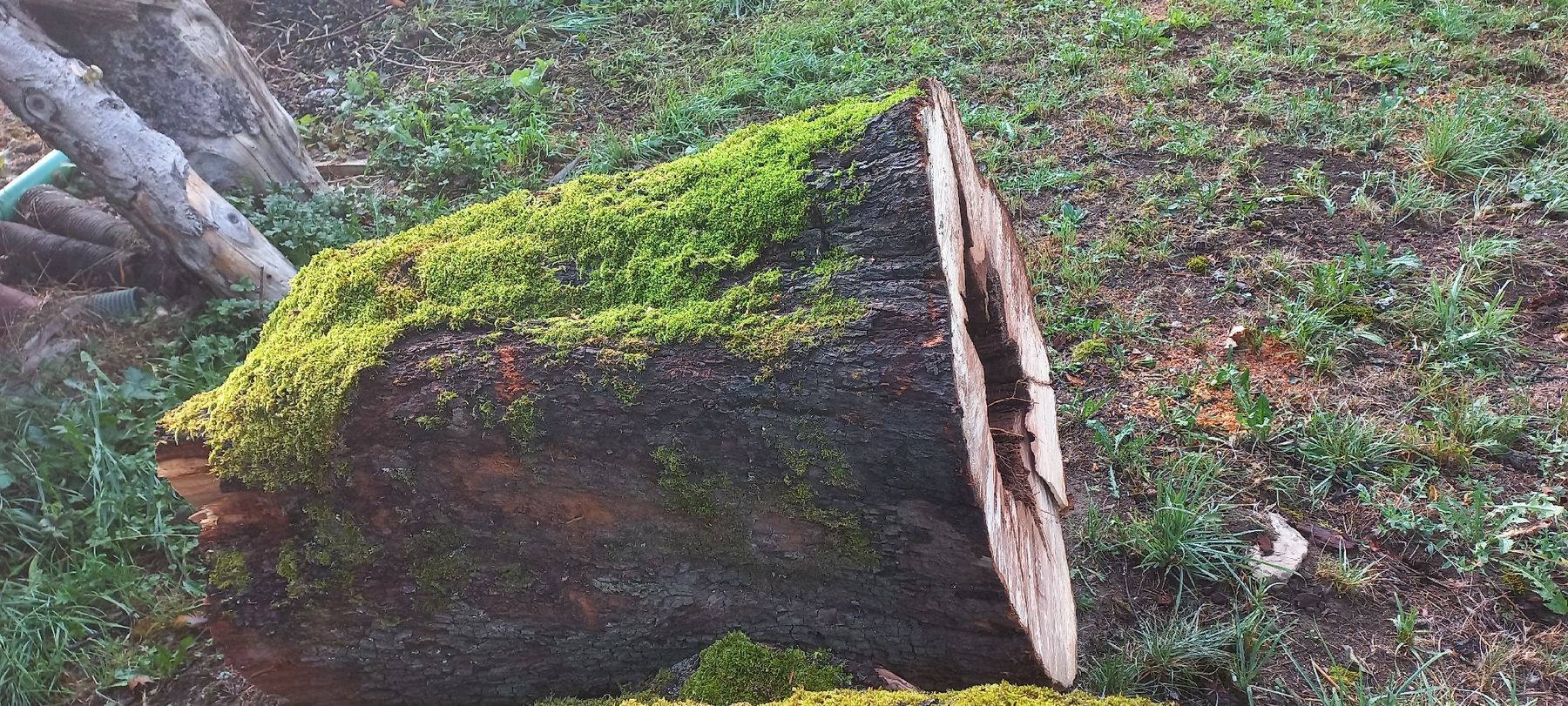 Articles en bois: Birnen Baumstamm mit Rinde, – D'occasion à Frutigen par busch4 1