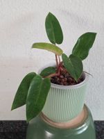 🌿 Philodendron 'Painted Lady' 🌿 | bewurzelt in LECA · root