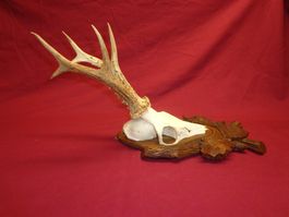 Reh, Geweihe, Trophäe, Horn, Dekoration, Jagd Abwurfstangen
