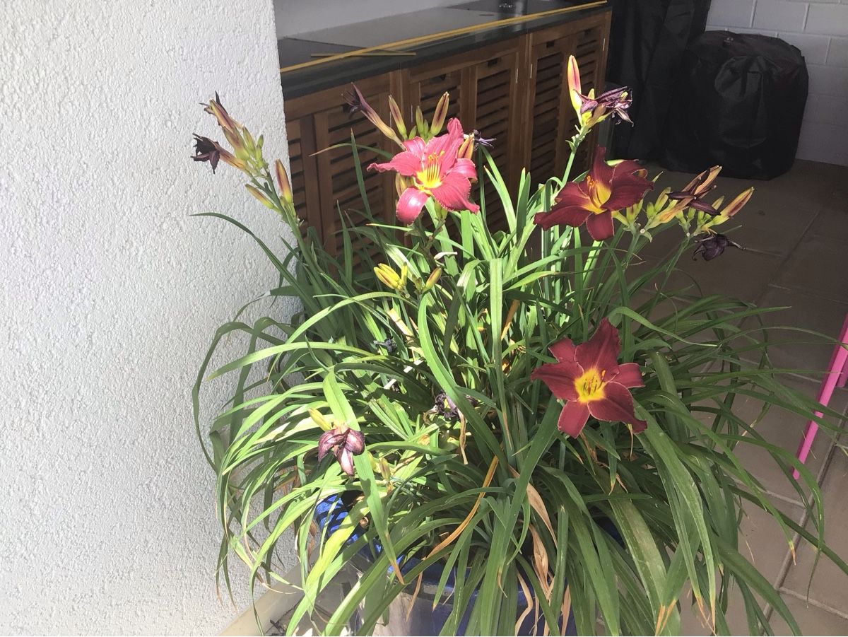 Piante & sementi: Große Blumentopf mit pflanzen  – Usato da Herrenschwanden venduto da amatista 2