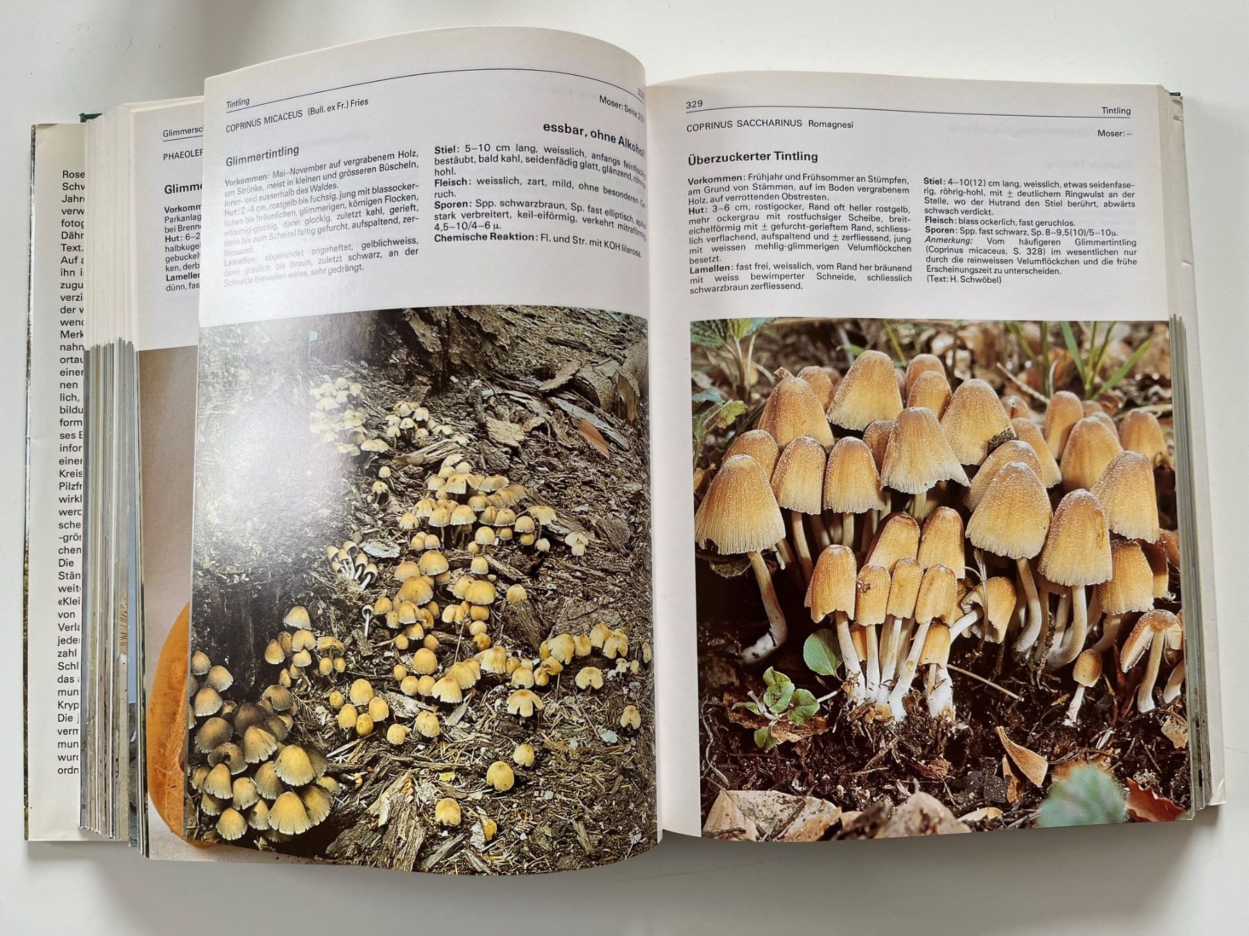 Libri: 700 Pilze in Farbfotos – Usato da Laufen venduto da Nuria44 7