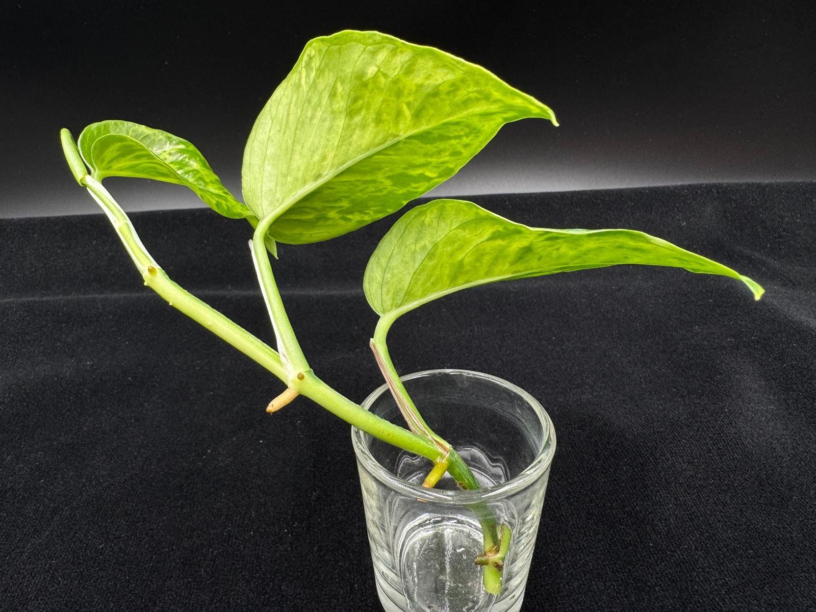 Piante & sementi: Epipremnum aureum 'Victory' – Nuovo (secondo la descrizione) da Bühler venduto da googelibear 2
