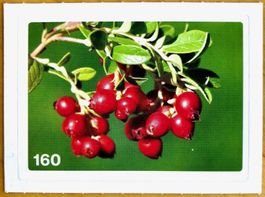 Migros Nature Detectives - Bild Nr. 160
