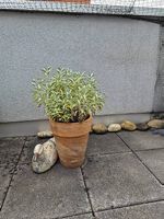 Pflanze - Salbei