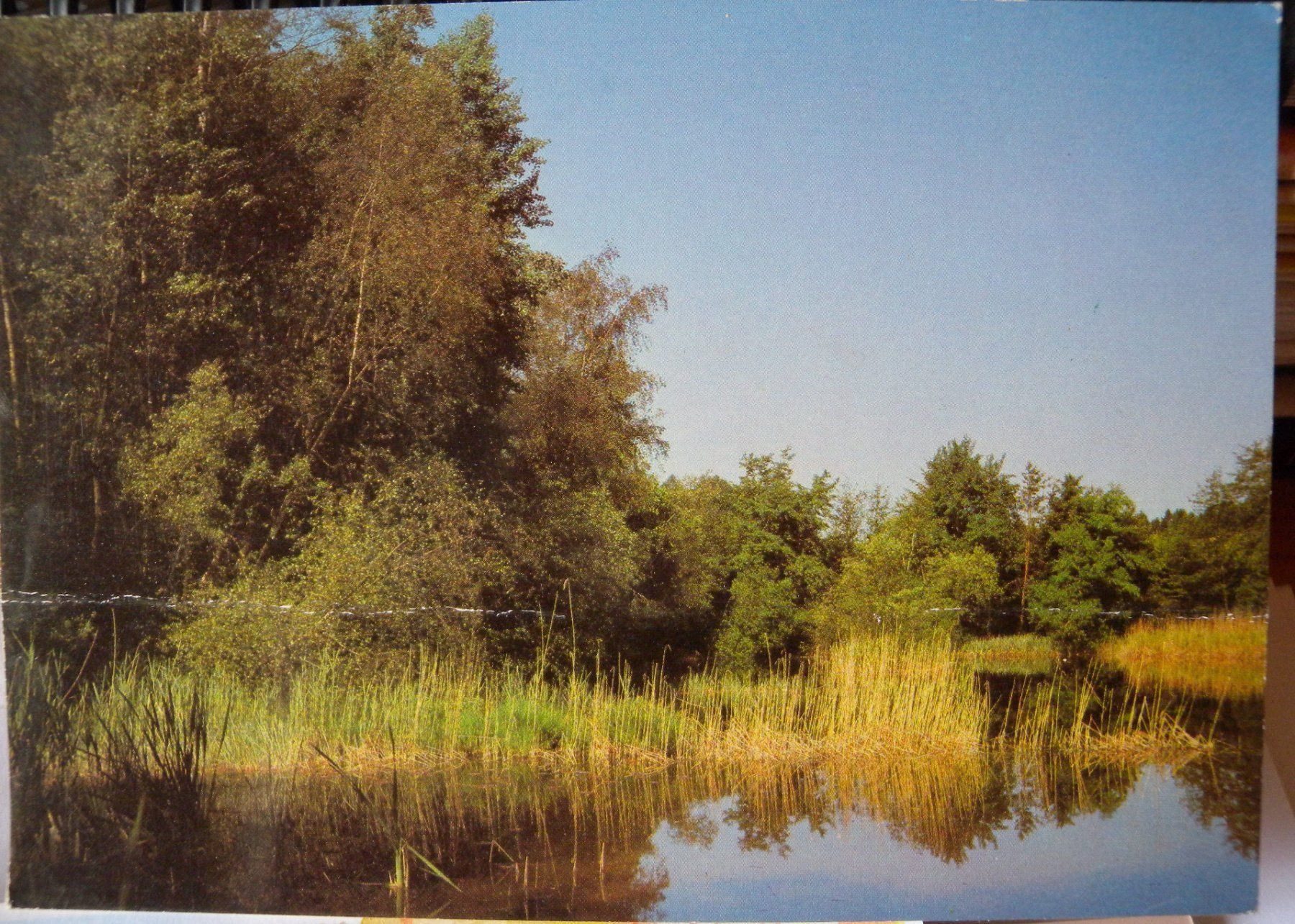 Cartoline postali: Alte Ansichtskarte Waldweiher bei Pfyn, Thurgau – Usato da Hauenstein venduto da davia72