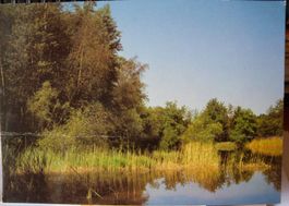 Alte Ansichtskarte Waldweiher bei Pfyn, Thurgau