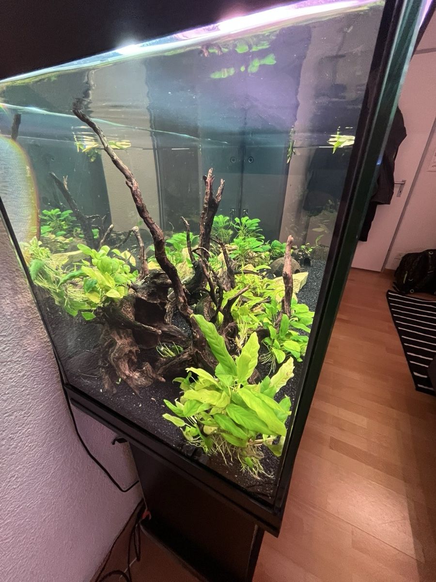 Juwel Acquari: Aquarium 240l, Top Zustand – Usato da Hurden venduto da Flori2803 5