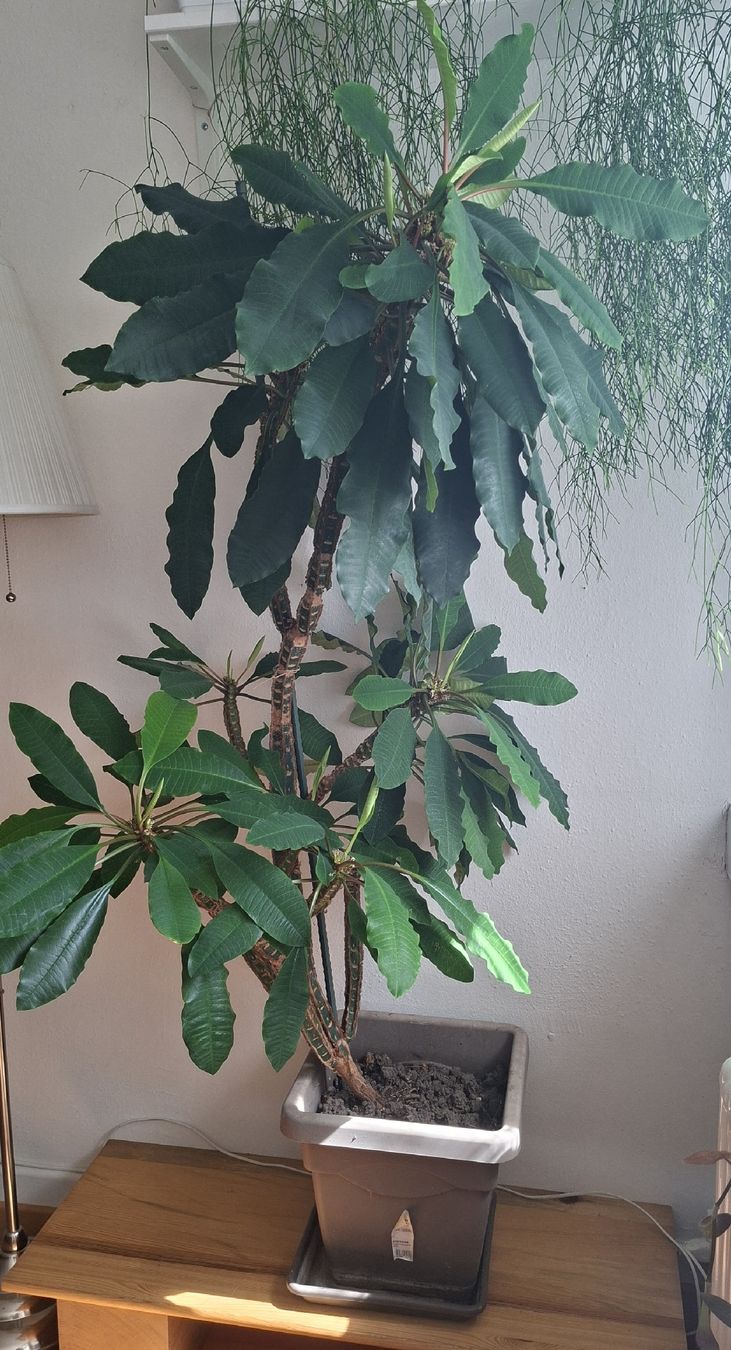 Piante & sementi: Grosse Spuckpalme Euphorbia – Usato da Zürich venduto da Roho02