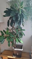 Grosse Spuckpalme Euphorbia