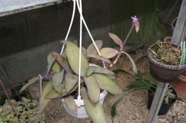 Tradescantia pallida - Das pflegeleichte Rotblatt