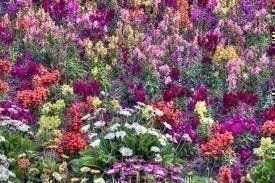 Piante & sementi: Blumenwiese, Wildblumen 100 Samen – Nuovo (secondo la descrizione) da Eschen venduto da Saemereien24 2