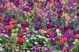 Blumenwiese, Wildblumen 100 Samen